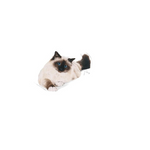 Royal Canin Hairball Care Cat Adult, Dry Food, 2 Kg